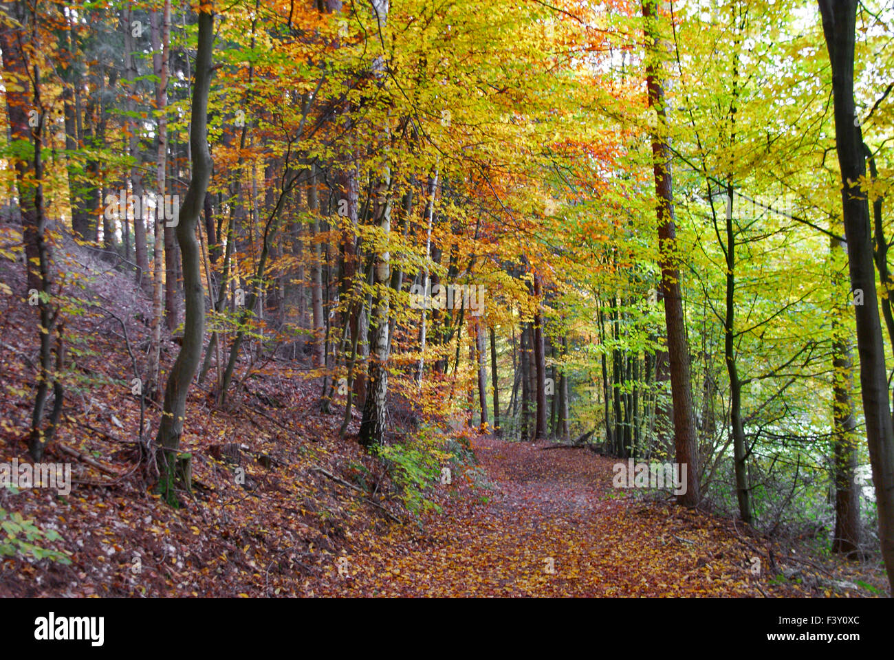 Foresta di autunno Foto Stock