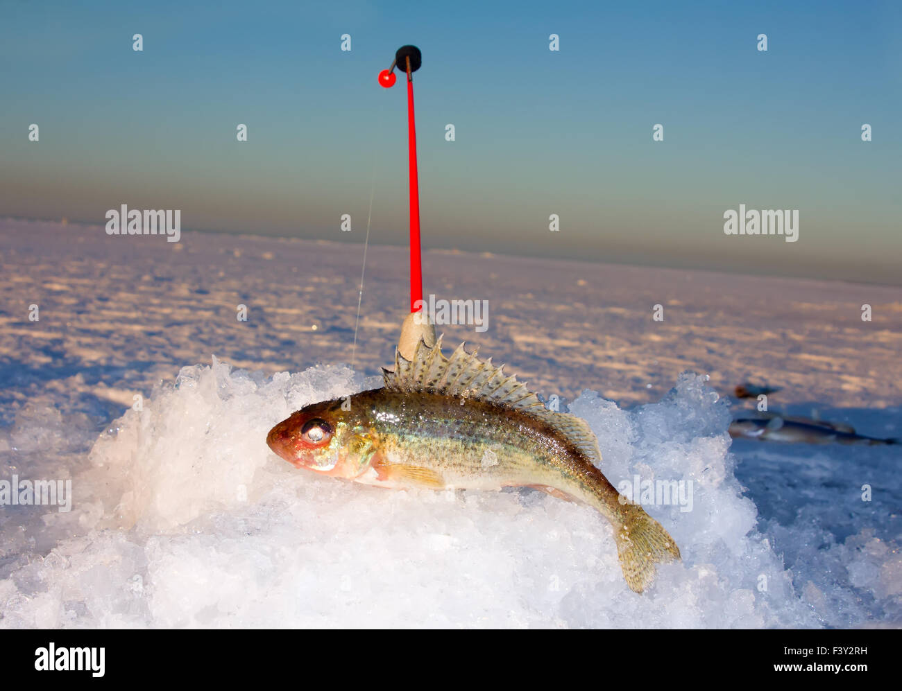 Pesca sul ghiaccio asta e ruff Foto Stock