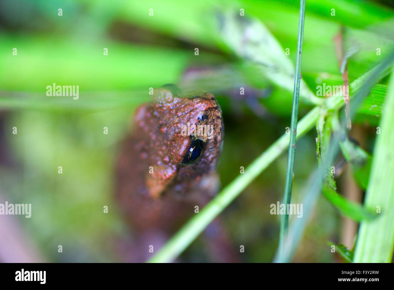 macro del rospo Foto Stock