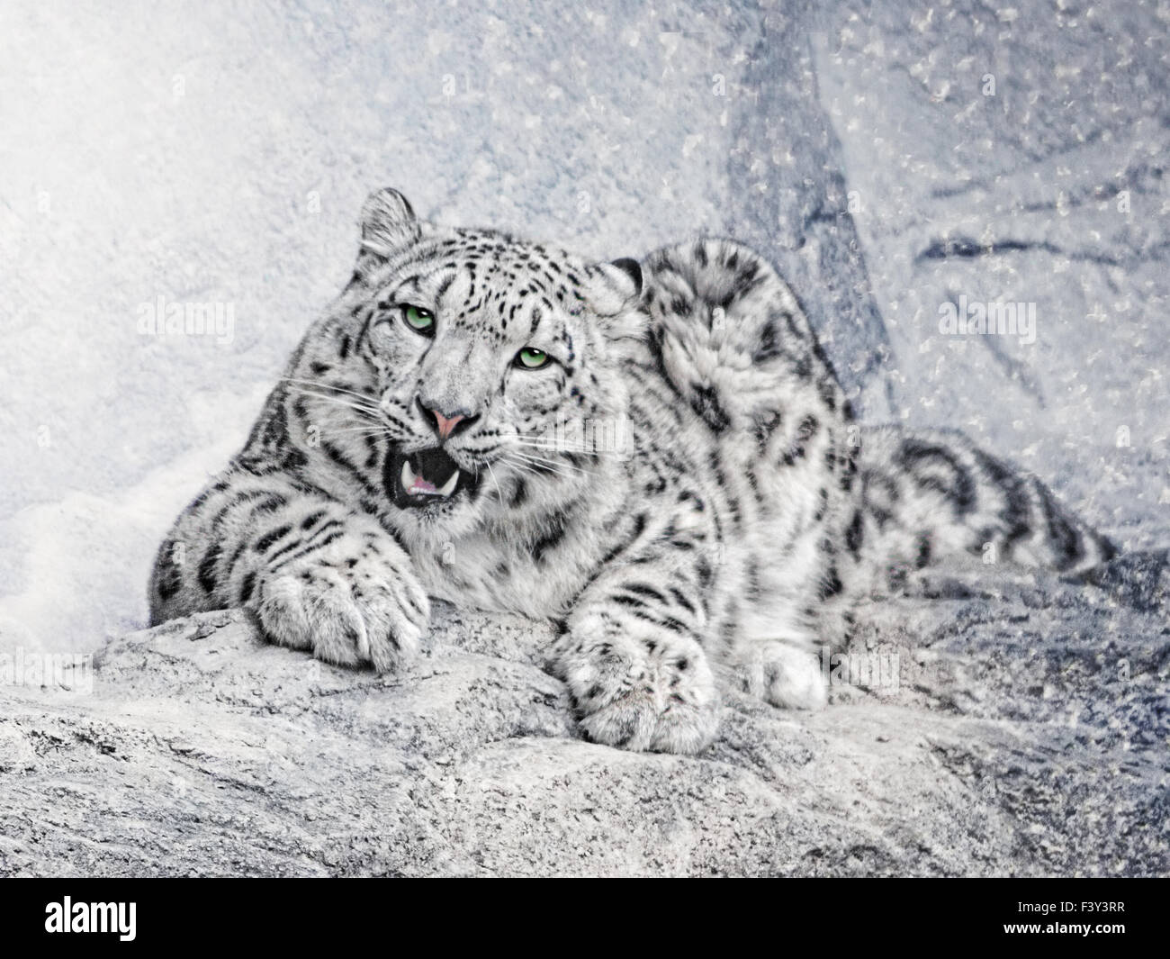 Panthera uncia Foto Stock