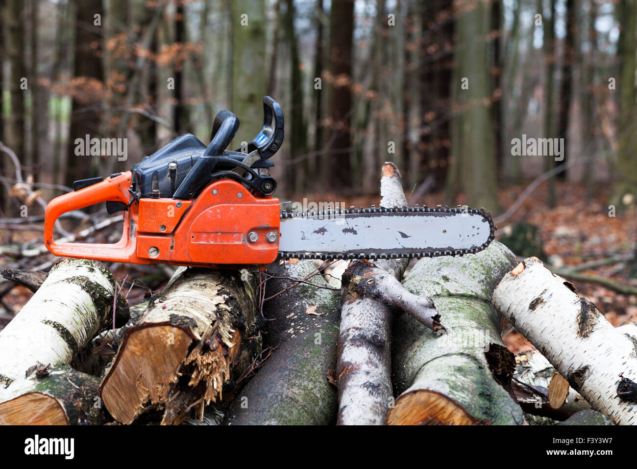 Silvicoltura - Chainsaw nella foresta 2 Foto Stock