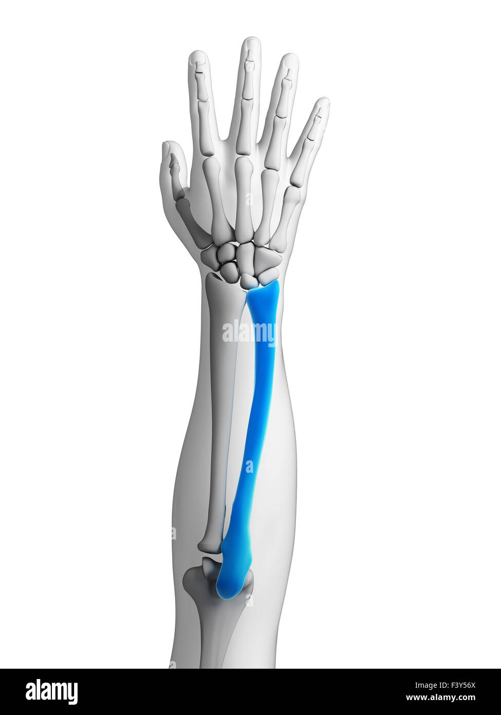 3d reso illustrazione - ulna Foto Stock