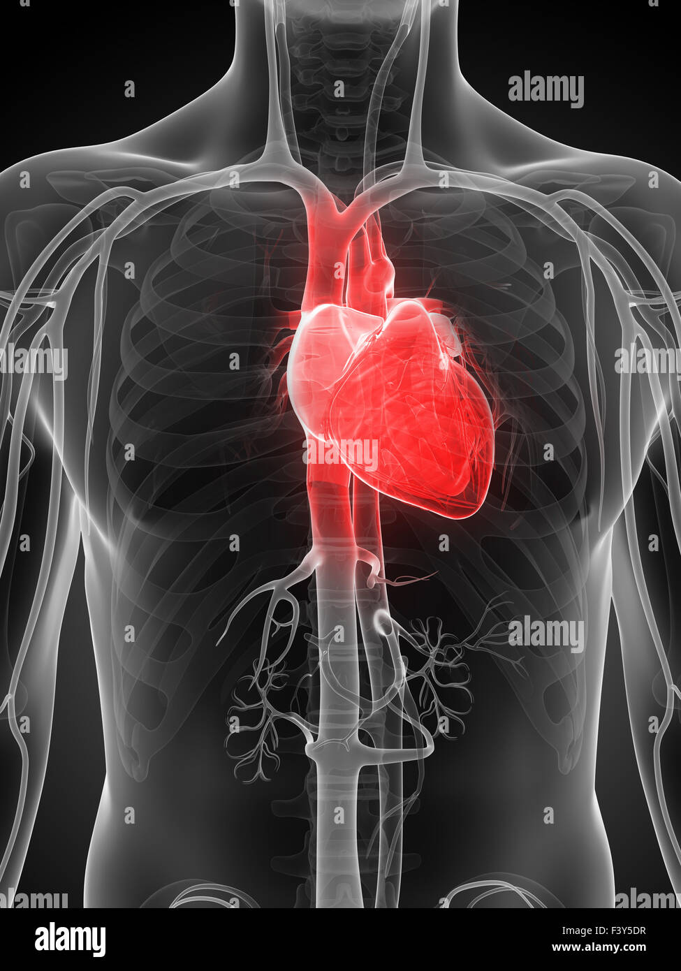 3d reso illustrazione del cuore umano Foto Stock