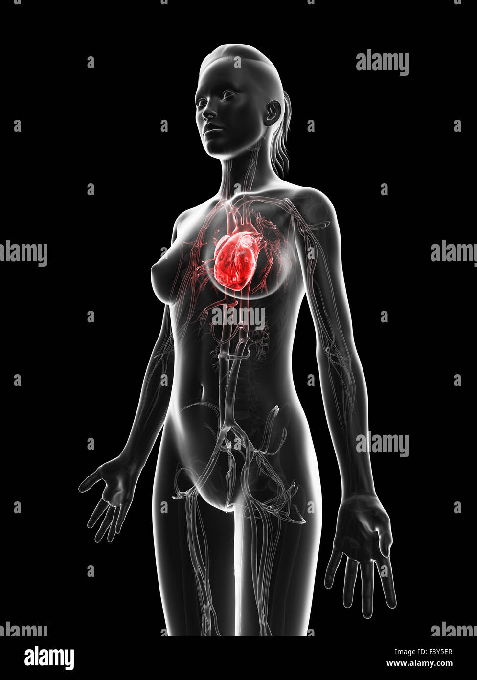 Rosso femmina evidenziato il cuore Foto Stock