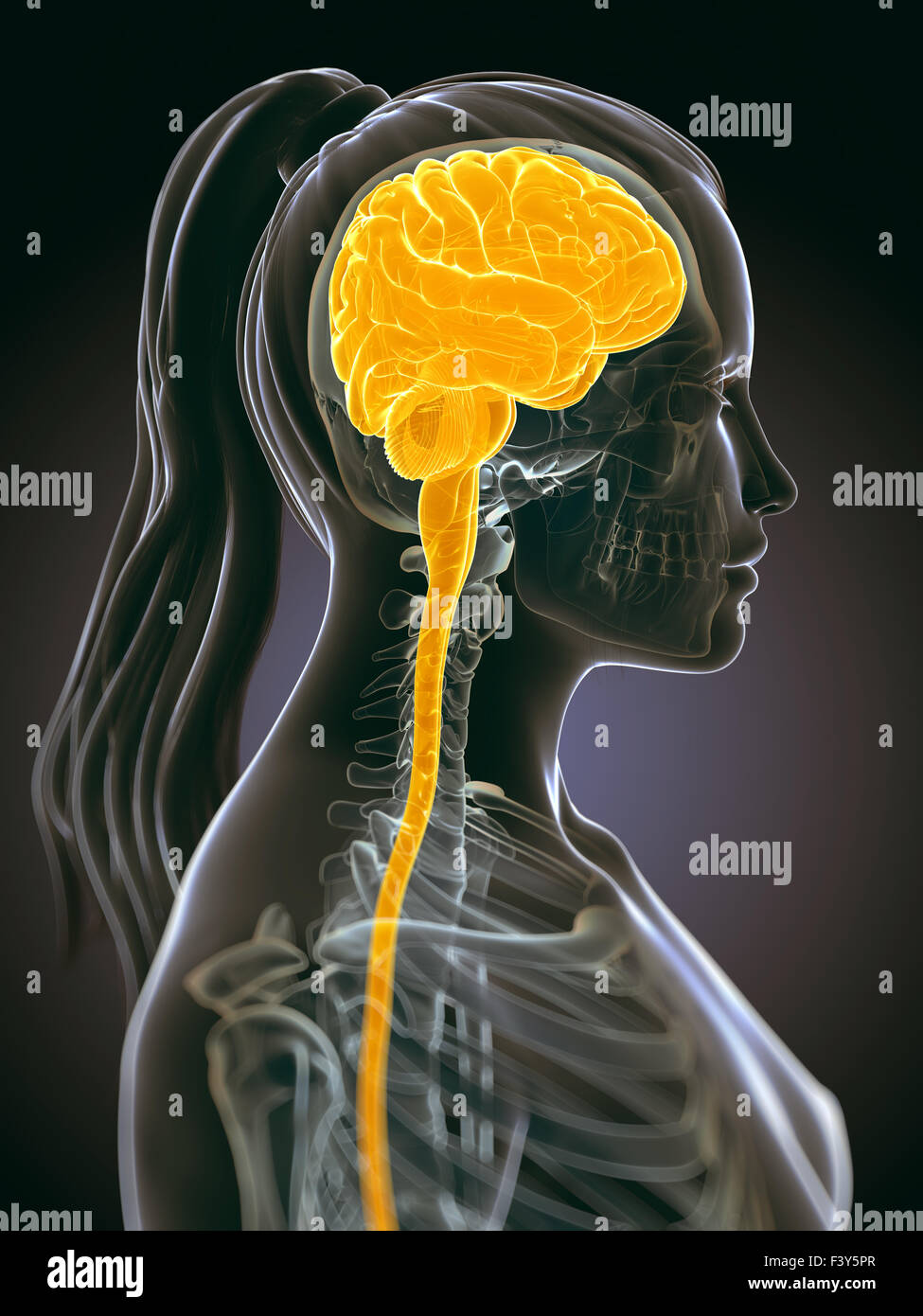 3d reso illustrazione del cervello femmina Foto Stock