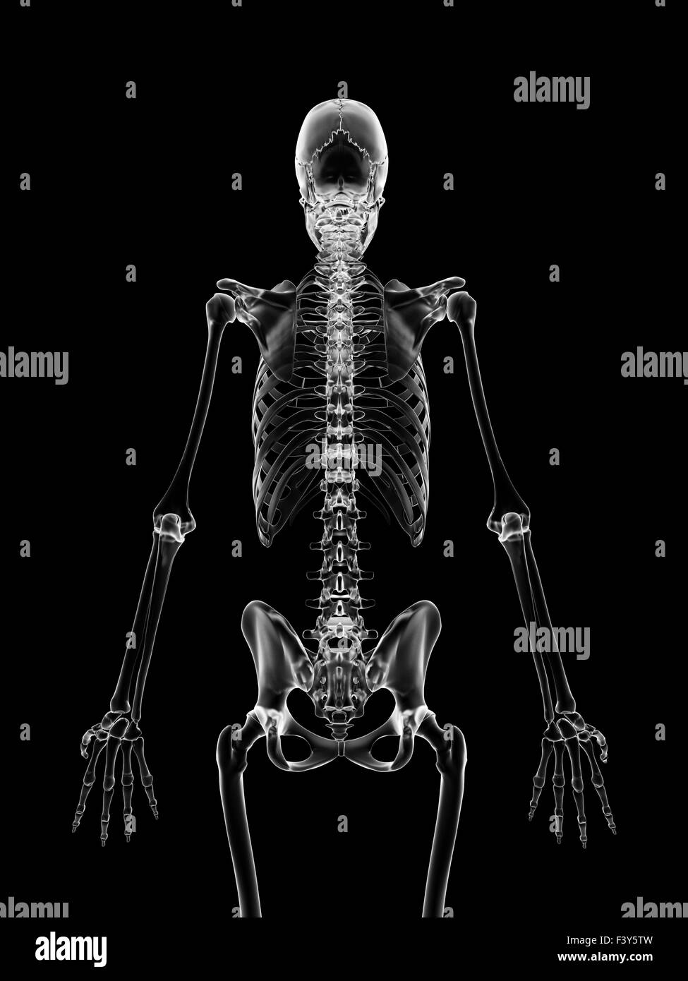 Illustrazione medica dello scheletro indietro Foto Stock