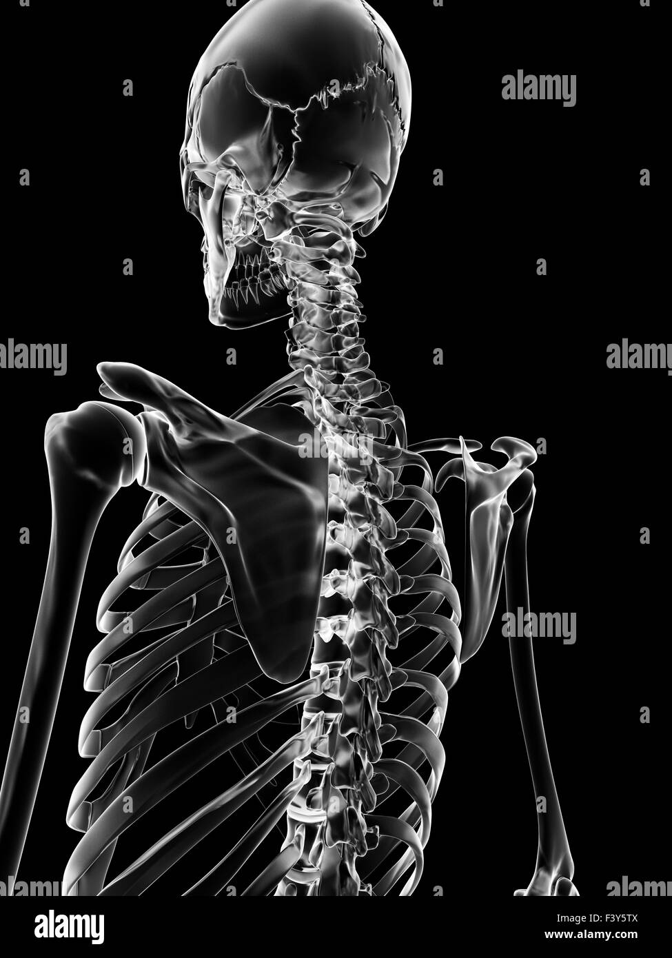 Illustrazione medica dello scheletro indietro Foto Stock