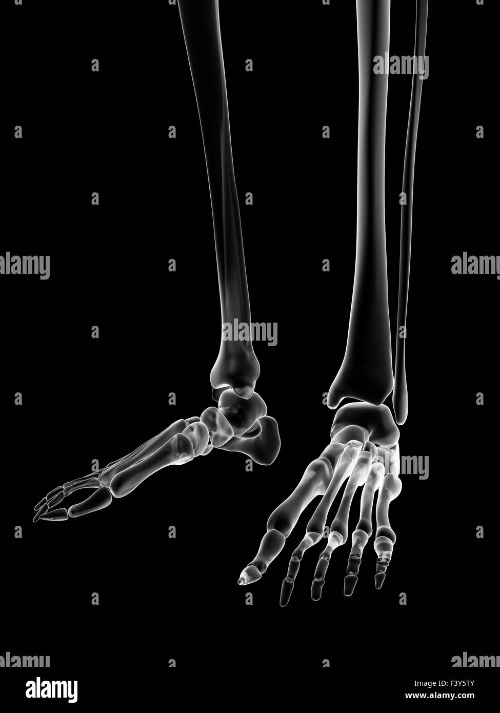 Illustrazione medica del piede scheletrico Foto Stock