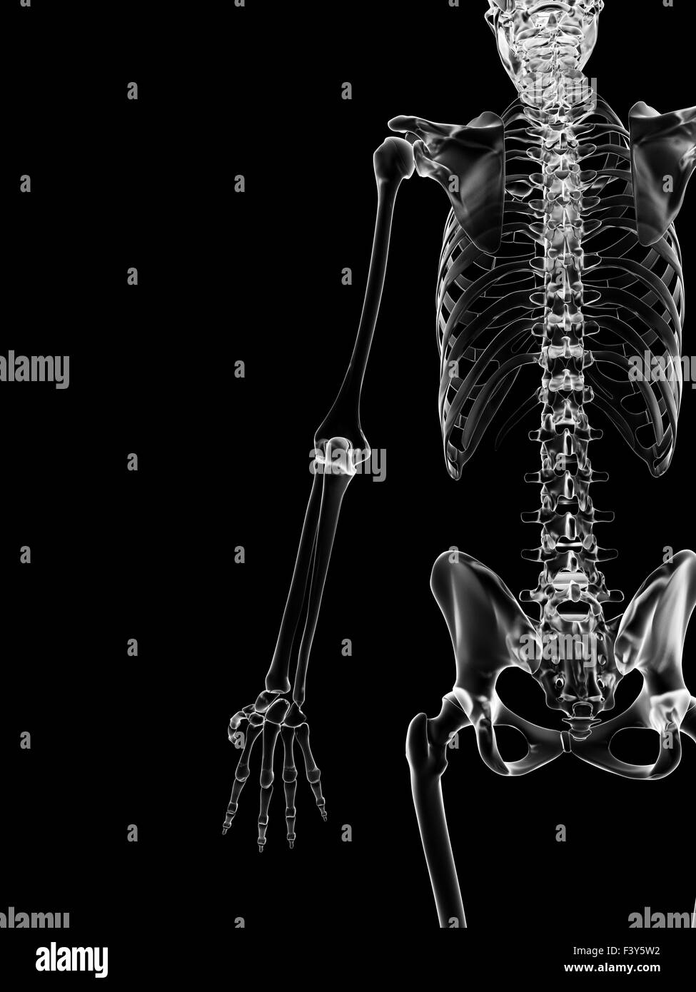 Illustrazione medica dello scheletro indietro Foto Stock