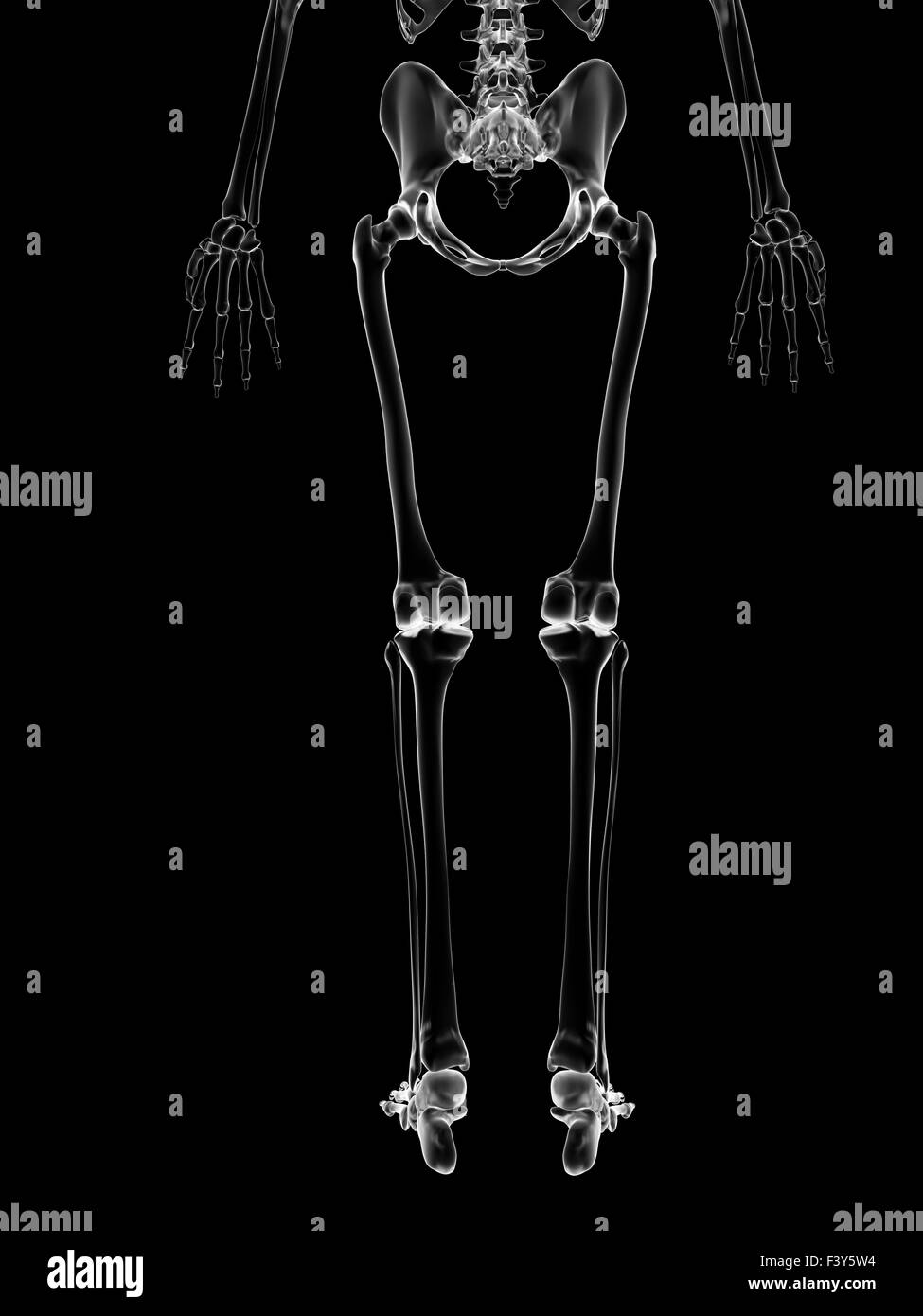 Illustrazione medica della gamba ossa Foto Stock