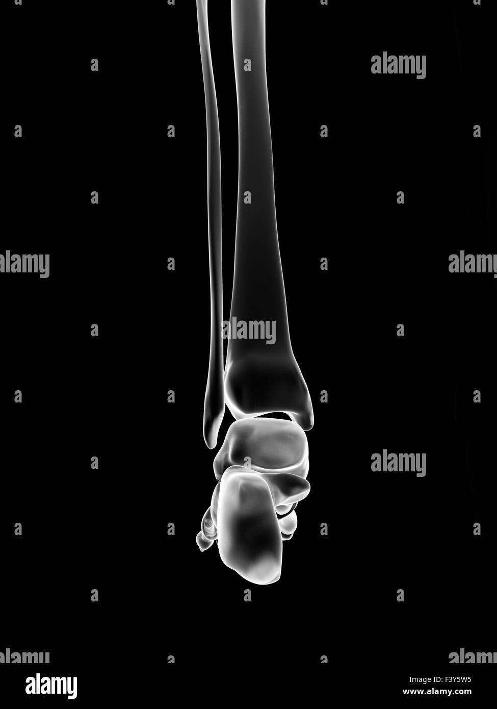 Illustrazione medica del piede scheletrico Foto Stock