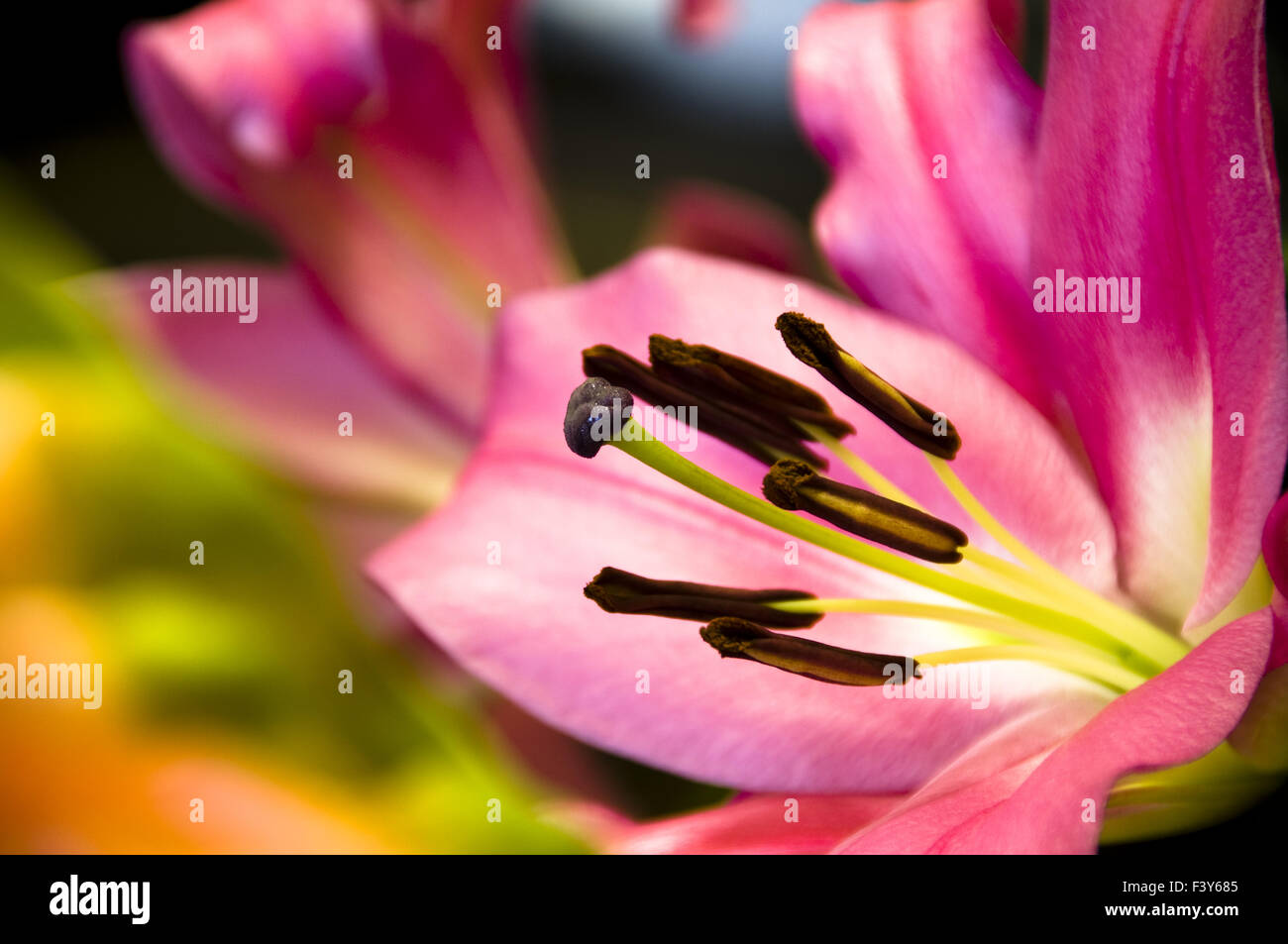Il close up di gigli su sfondo scuro Foto Stock