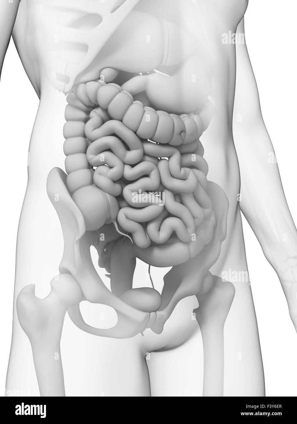 3d reso illustrazione - piccolo intestino Foto Stock