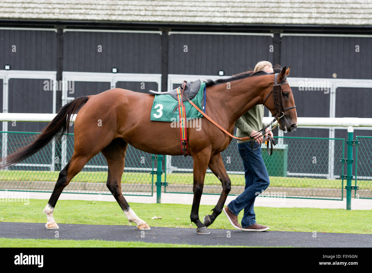Led di cavallo in pre-parade ring a Towcester gare, Northamptonshire, England, Regno Unito Foto Stock