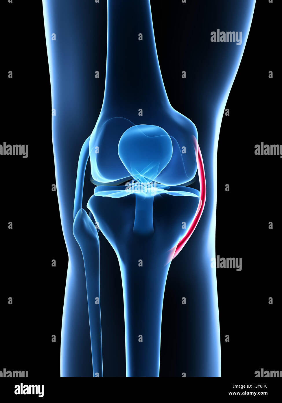 3d reso illustrazione - anatomia del ginocchio Foto Stock