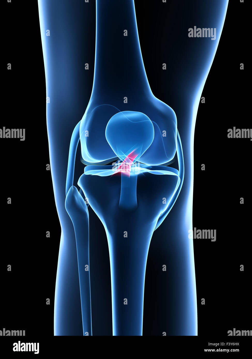 3d reso illustrazione - anatomia del ginocchio Foto Stock