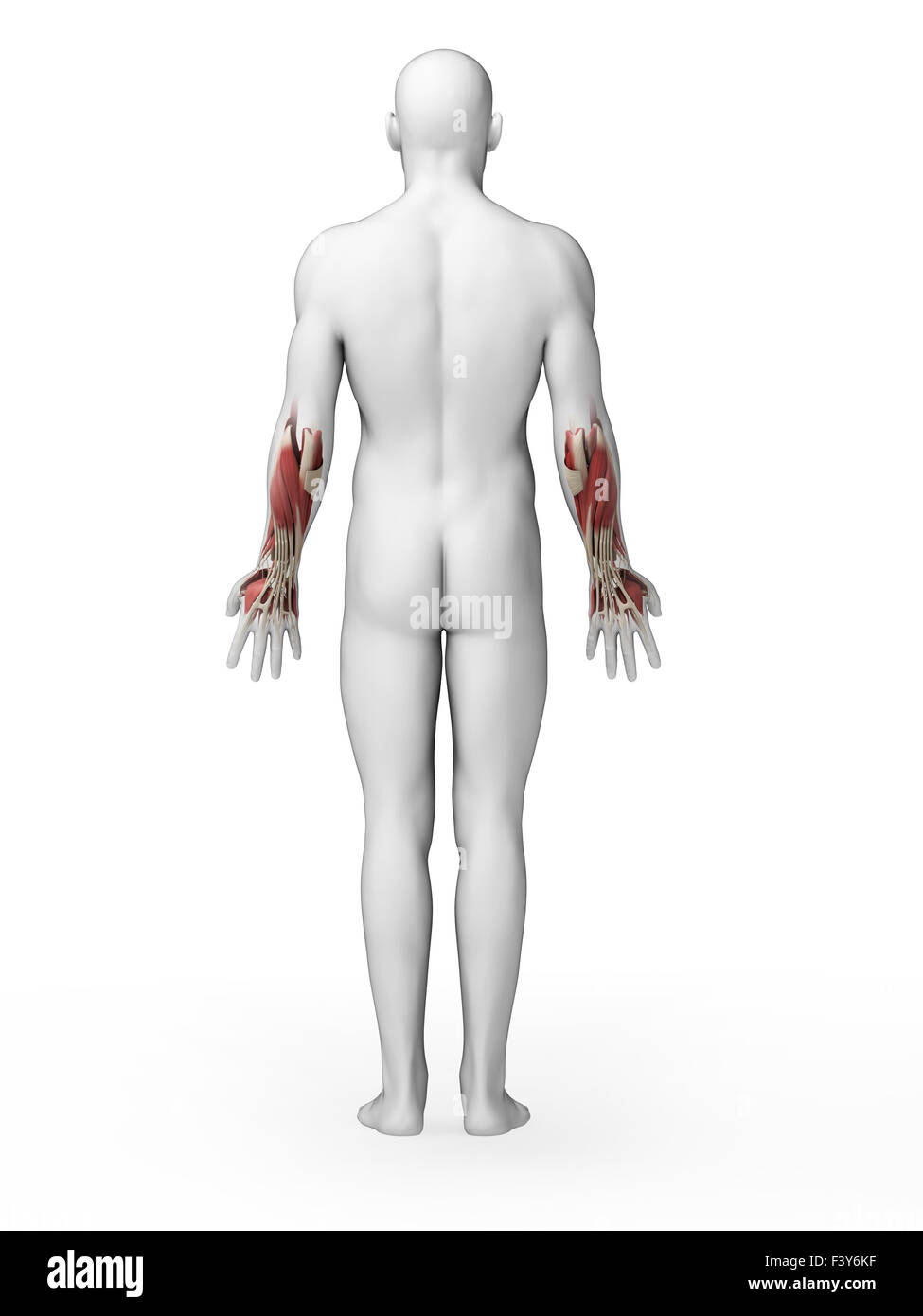 Rendering 3d - illustrazione inferiore dei muscoli del braccio Foto Stock Rendering 3d - illustrazione inferiore dei muscoli del braccio Foto Stock