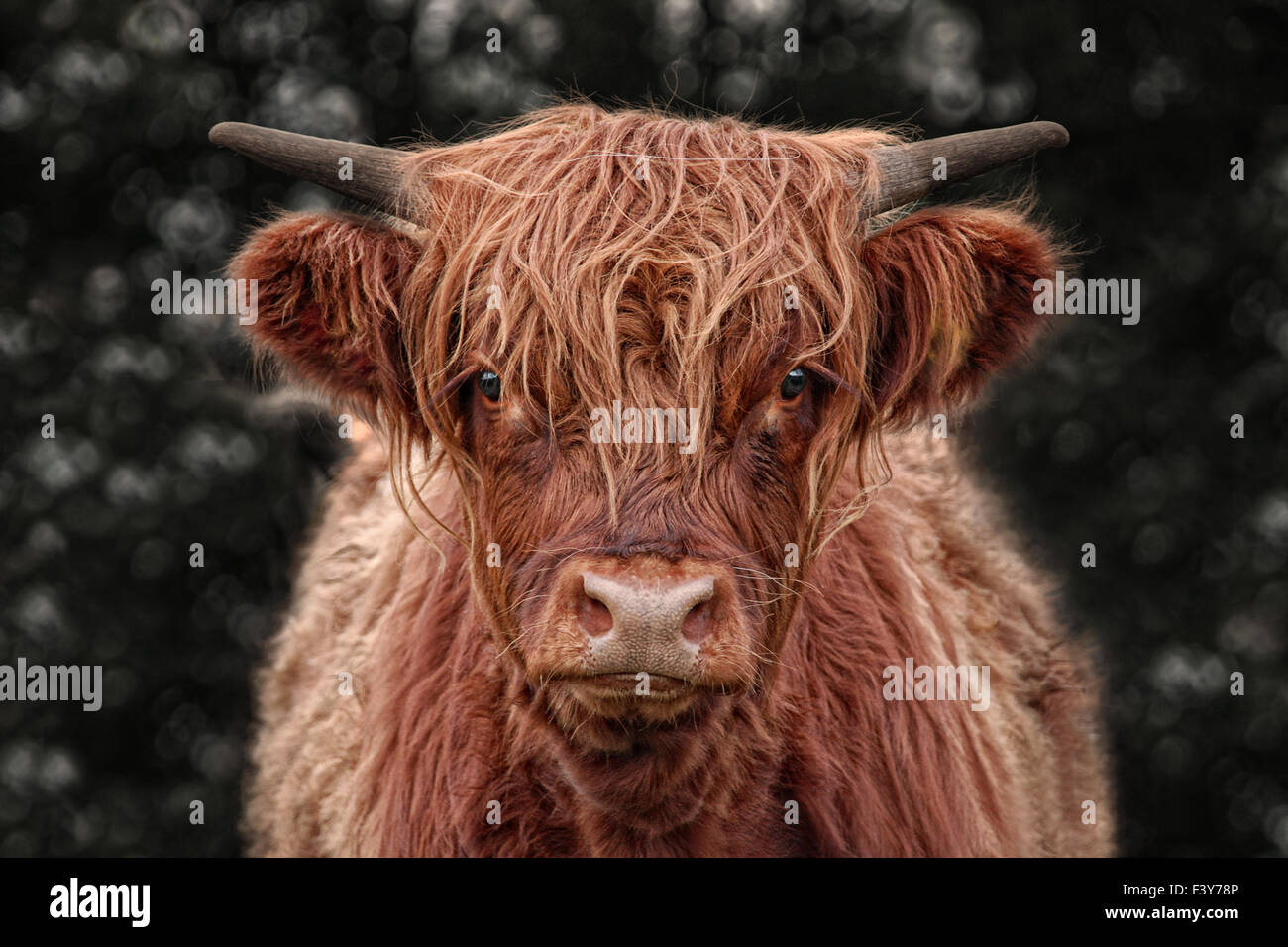 bestiame dell'altopiano Foto Stock