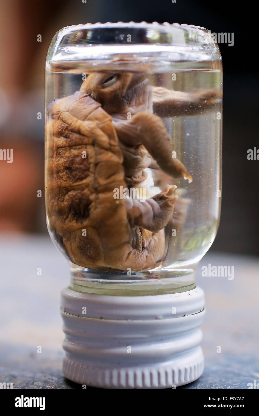 Mezza tartaruga sviluppato in un glas, Galapagos Foto Stock