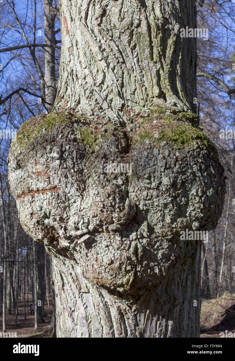 A forma di cuore sulla crescita ad albero. Foto Stock