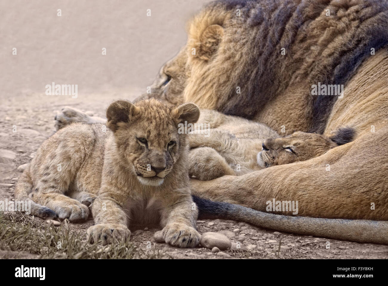 Big Daddy II Foto Stock