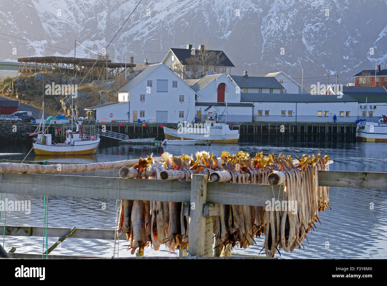 Pesci secchi sulle Isole Lofoten Foto Stock