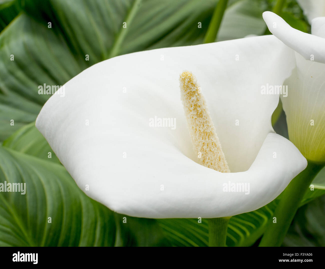 White Calla Lily closeup Foto Stock