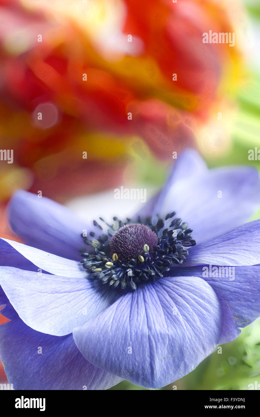 Anemone di giardino Foto Stock