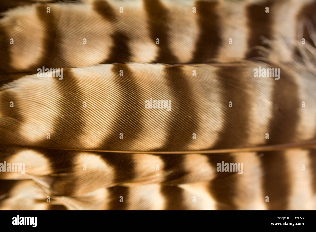 Le piume degli uccelli strisce di macchie Foto Stock