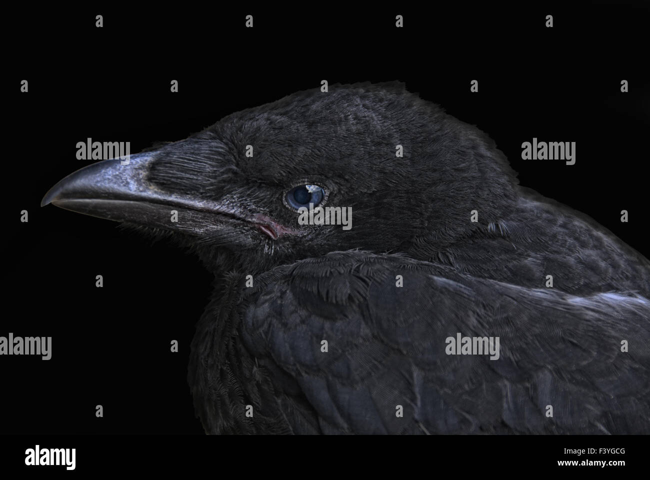 Giovane corvo II Foto Stock