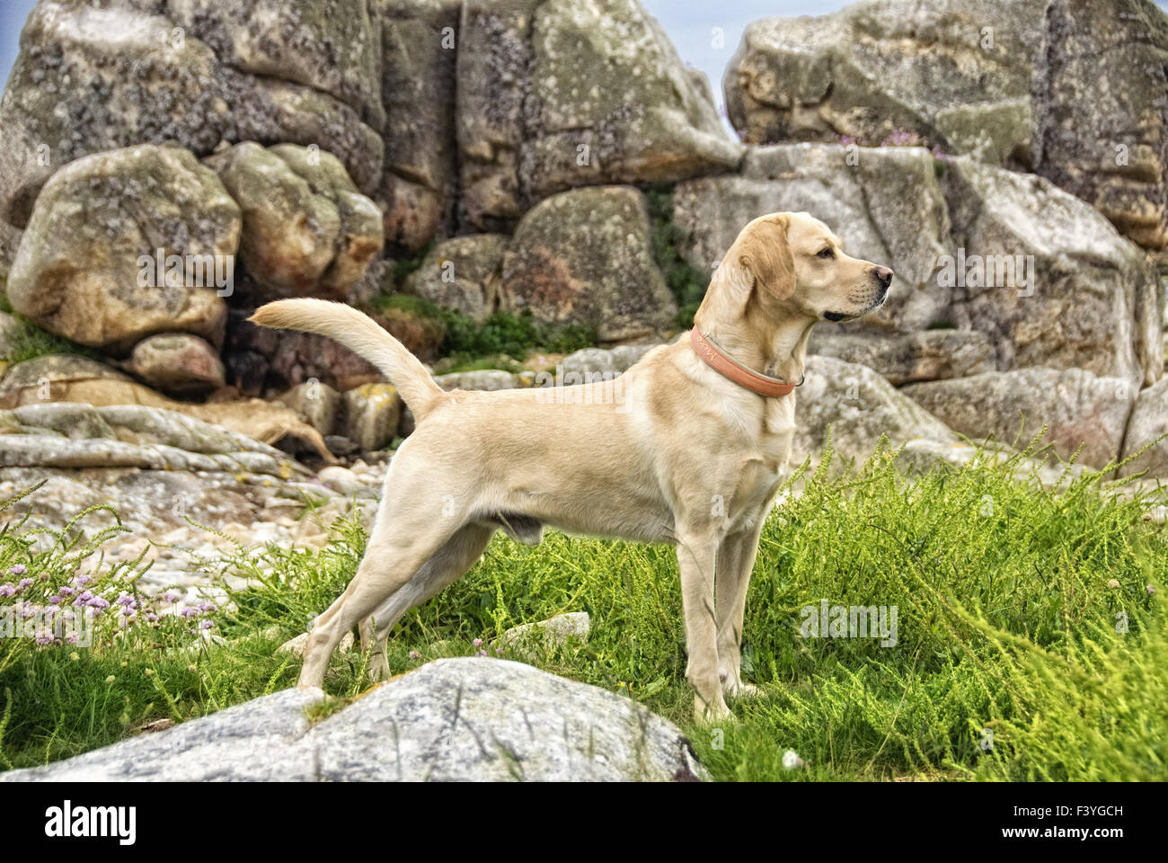 Il Labrador e rocce Foto Stock