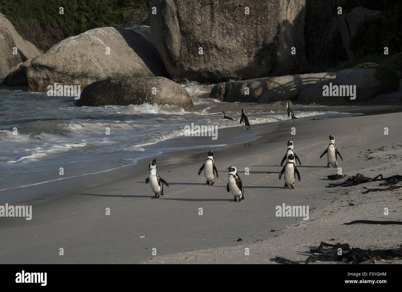 Jackass Penguin Foto Stock