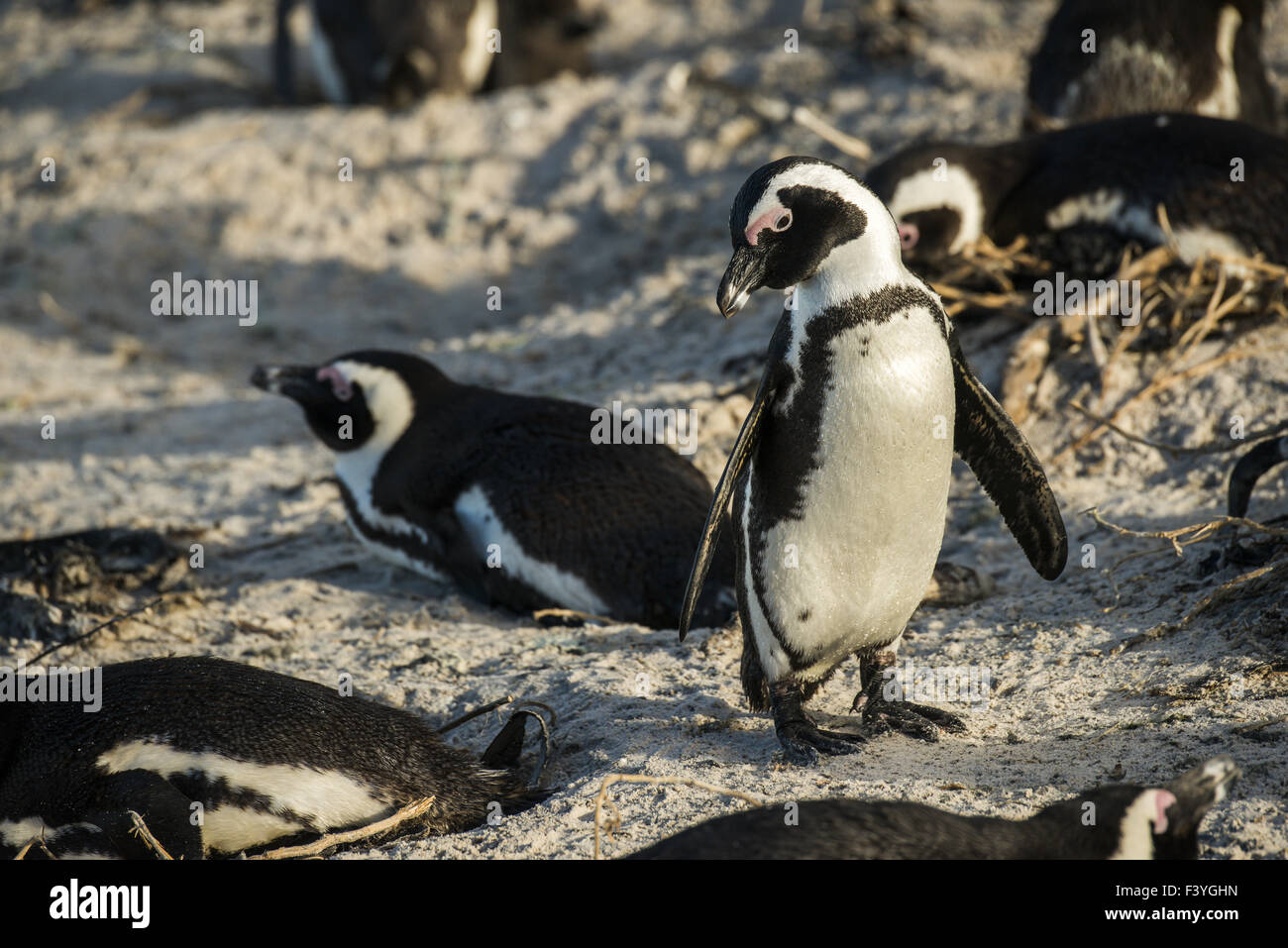 Jackass Penguin Foto Stock
