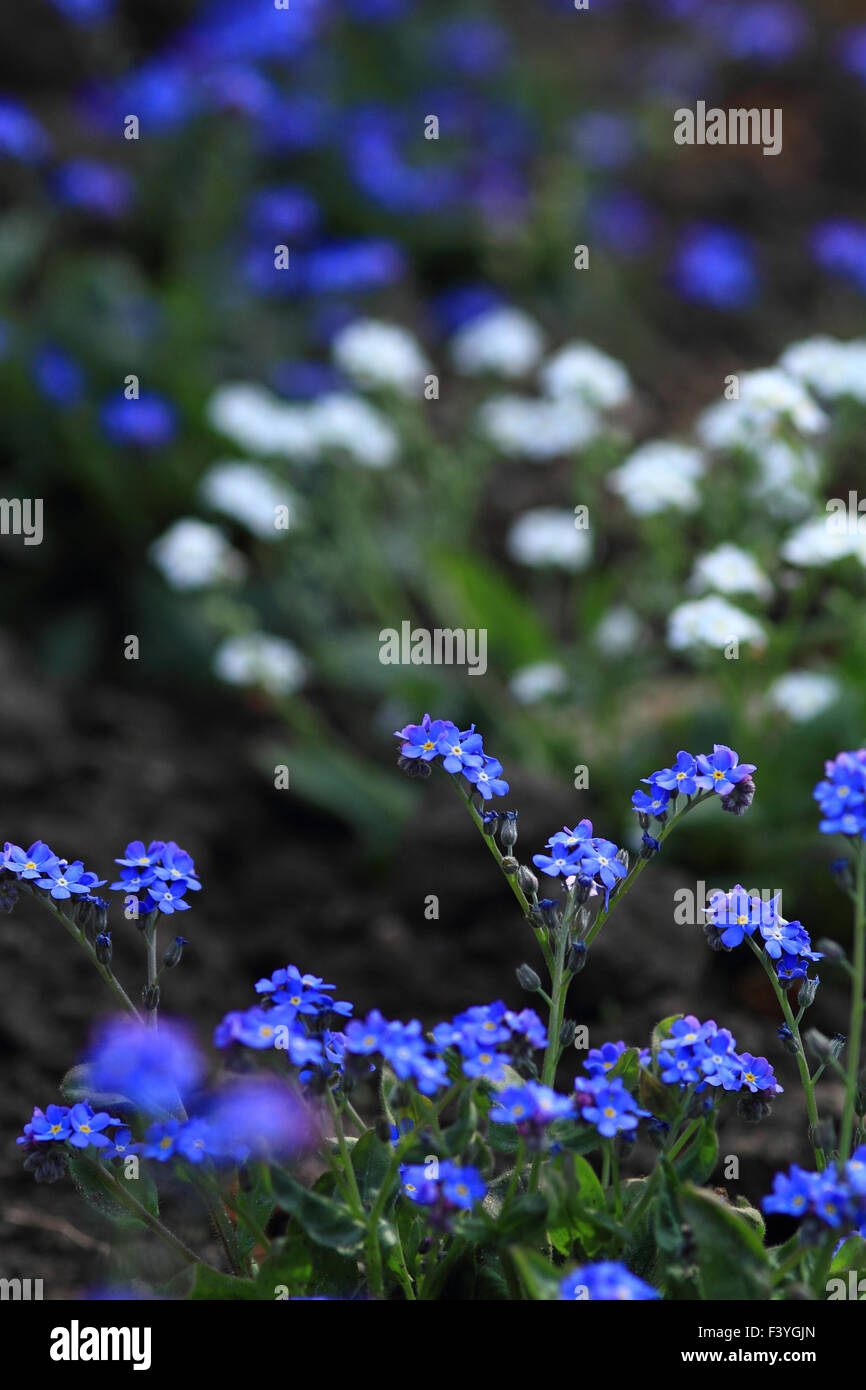 Bella foto della fioritura di piccoli fiori blu Foto Stock