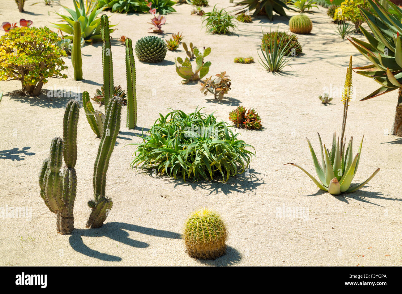Giardino del cactus Foto Stock