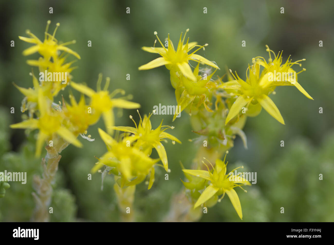 Giallo Mossy Stonecrop Foto Stock