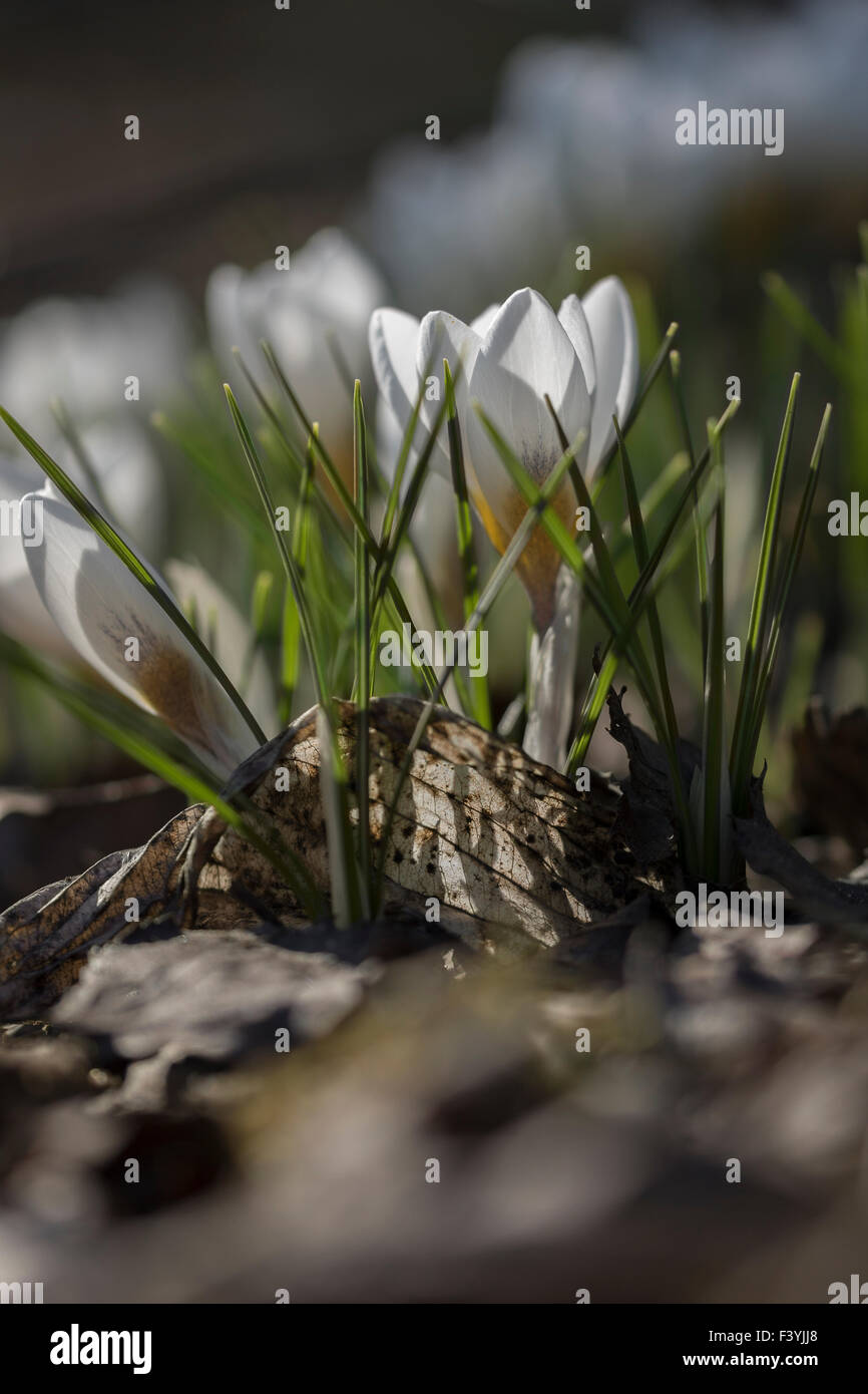 Crocus x cultorum 'Jeanne d 'arc' - Marzo Foto Stock