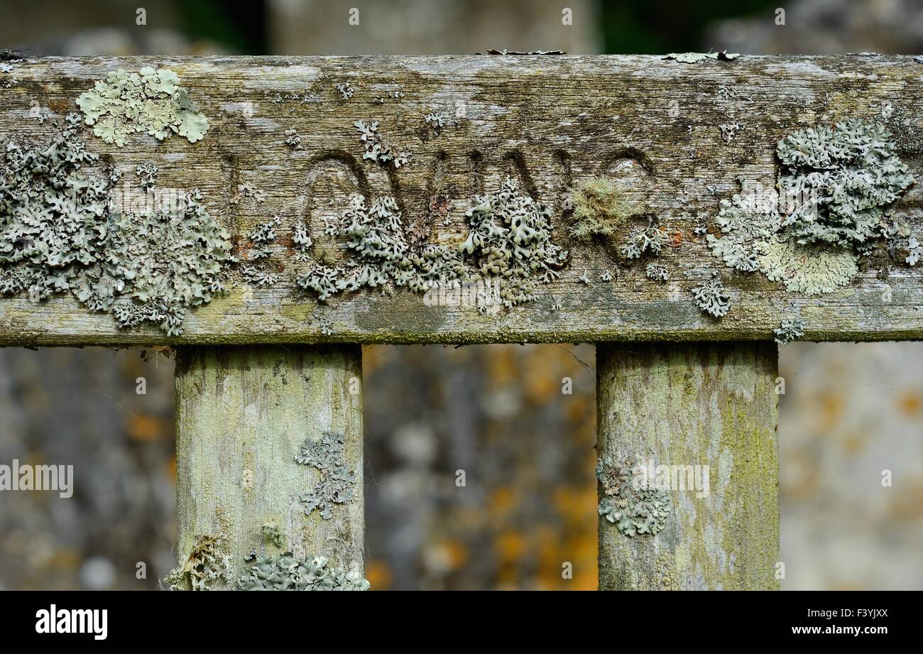 Licheni crescono su una panchina nel parco, in memoria amorosa. Foto Stock