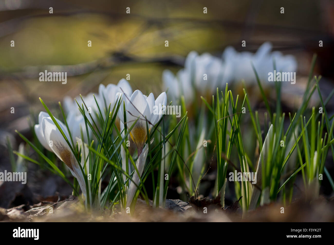 Crocus x cultorum 'Jeanne d 'arc' - Marzo Foto Stock