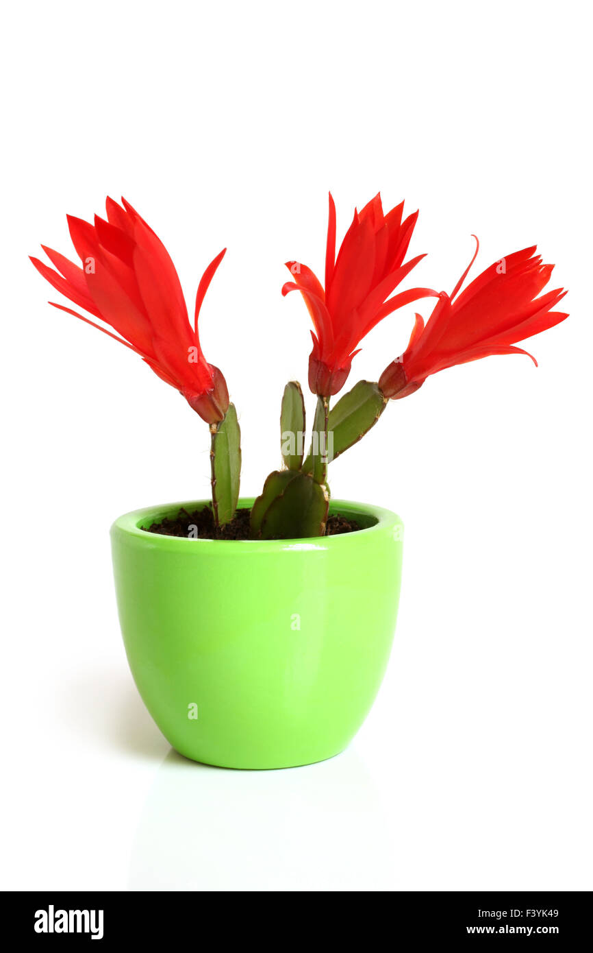 Cactus di natale. Schlumbergera. Foto Stock