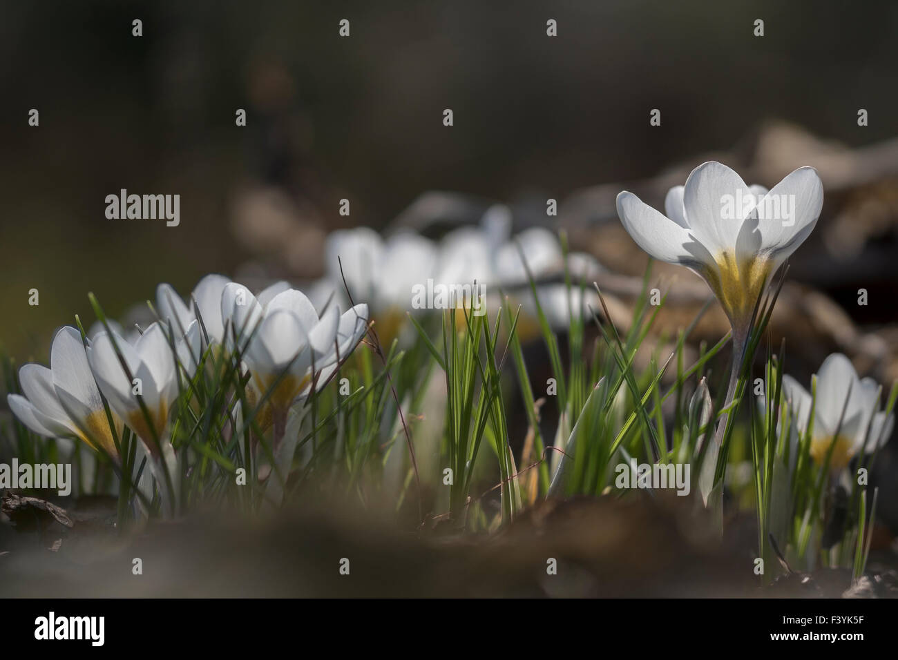 Crocus x cultorum 'Jeanne d 'arc' - Marzo Foto Stock