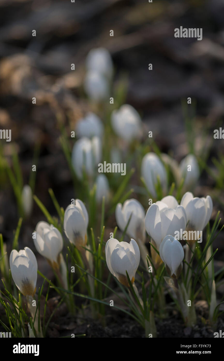 Crocus x cultorum 'Jeanne d 'arc' - Marzo Foto Stock