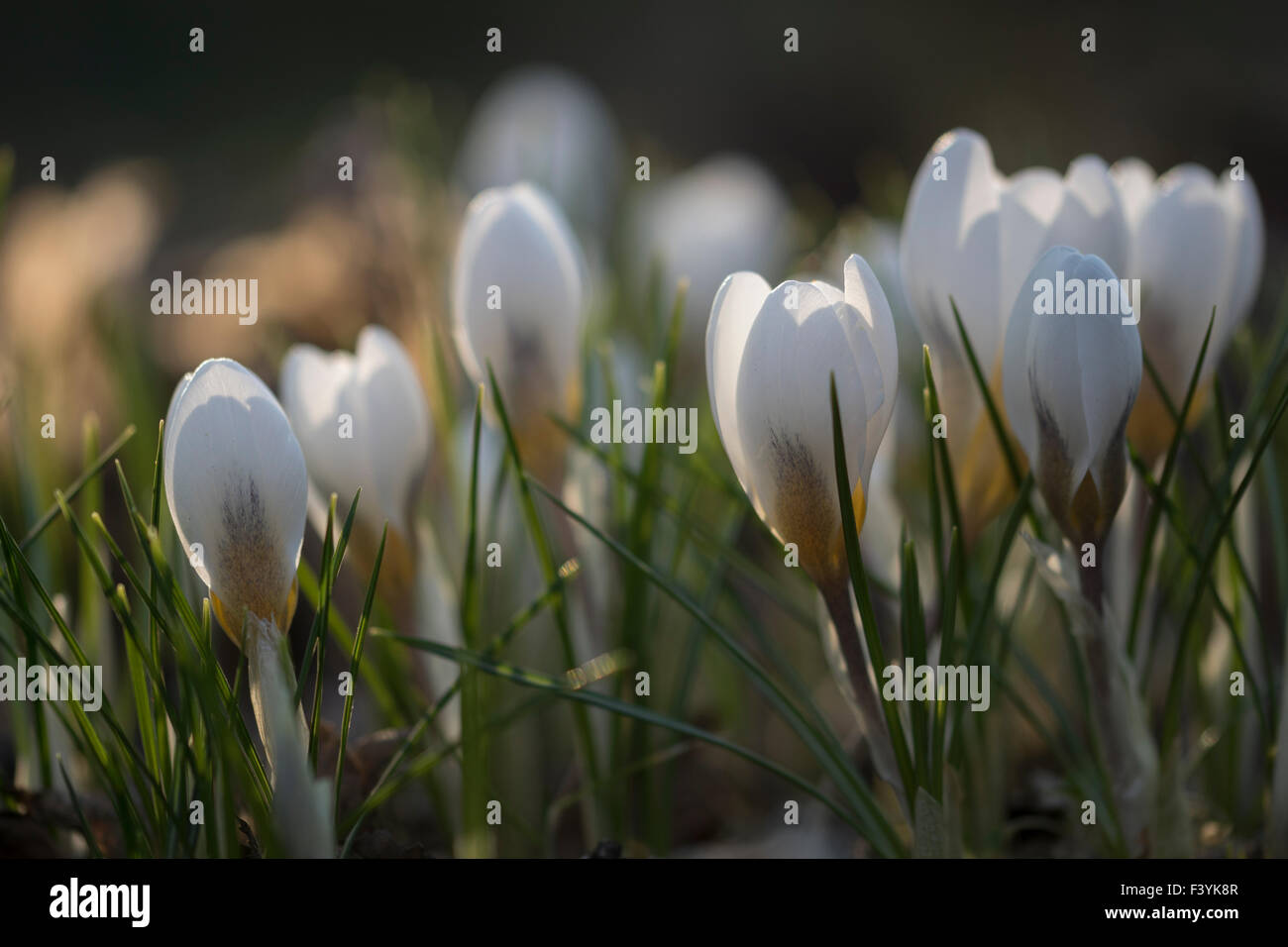 Crocus x cultorum 'Jeanne d 'arc' - Marzo Foto Stock