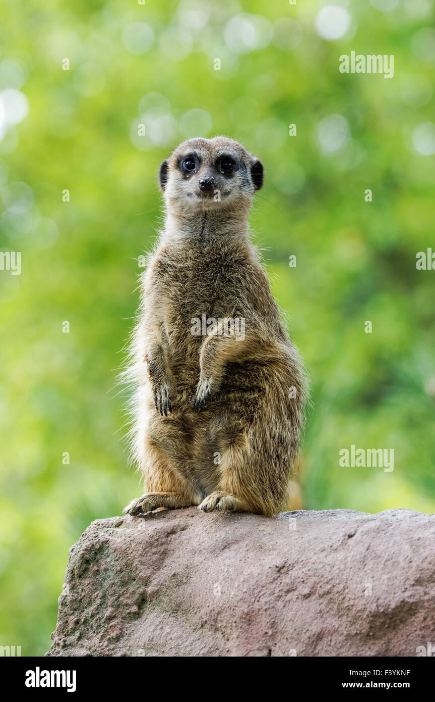 Meerkat in piedi sulla roccia con sfondo verde Foto Stock