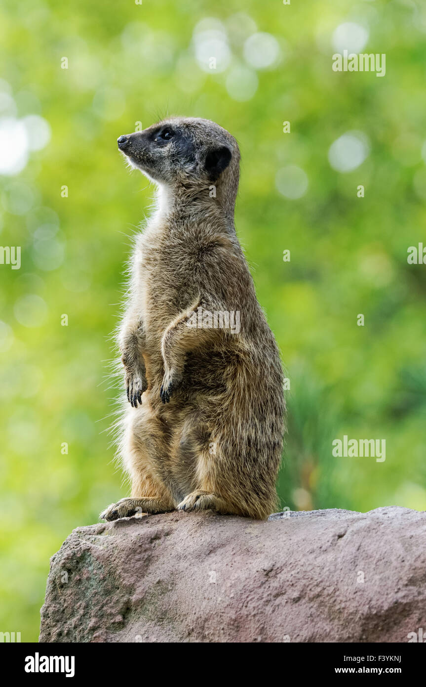 Meerkat in piedi sulla roccia con sfondo verde Foto Stock