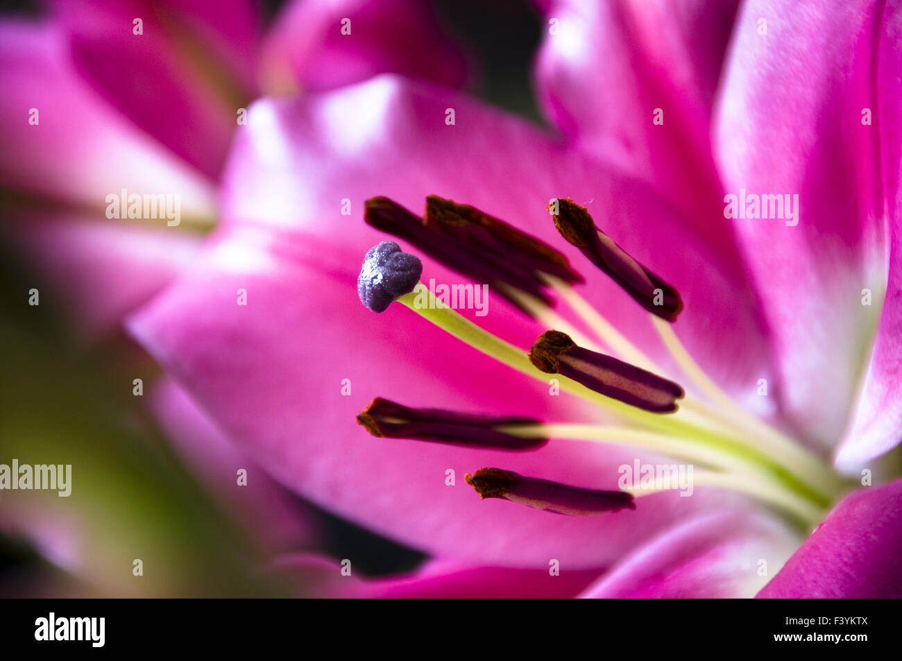 Il close up di gigli su sfondo scuro Foto Stock