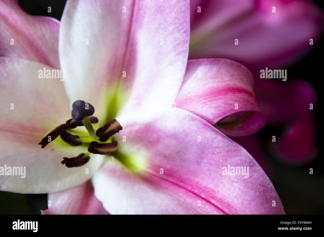 Il close up di gigli su sfondo scuro Foto Stock