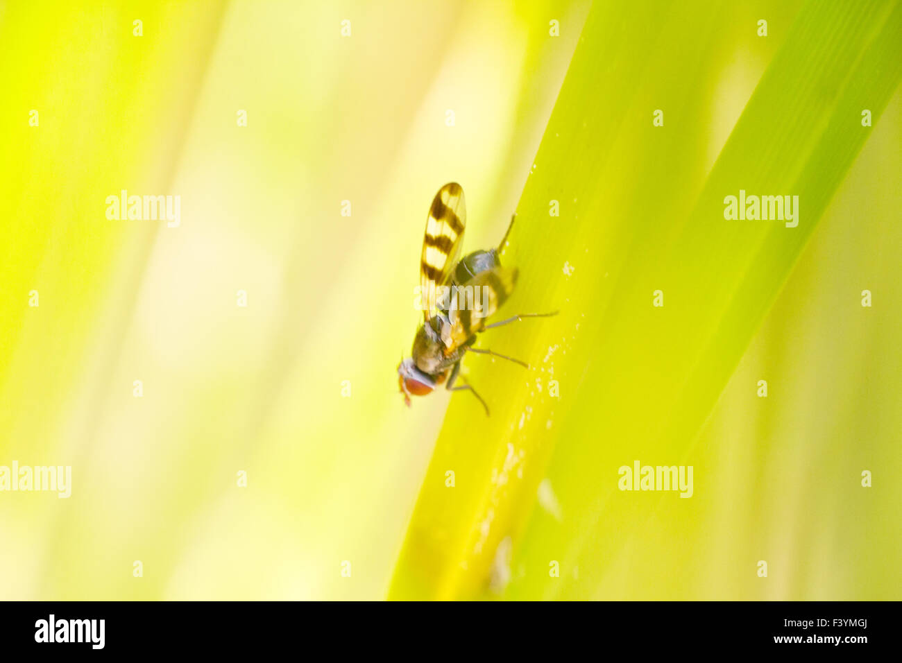 Fly - ape su una levetta di erba macro Foto Stock
