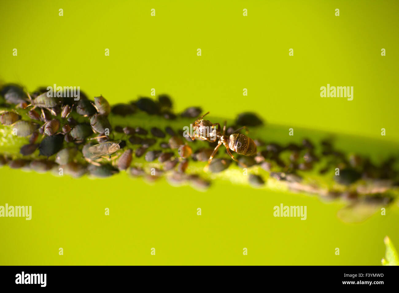 Insetti aphis pest e ant Foto Stock