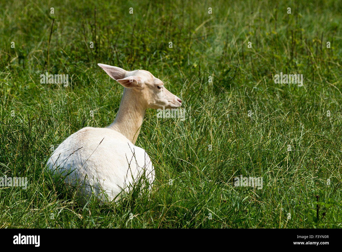 White Deer / Albino Deer Foto Stock